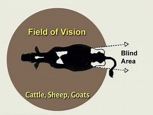 Youth Livestock Safety– Sheep Safety: Behavior Basics