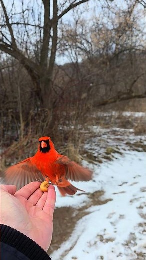 Wild Northern Cardinal Lands on My Hand for Food ❤️🐦