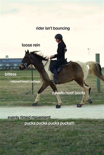 19K views · 234 reactions | This horse is exemplifying what I want in...