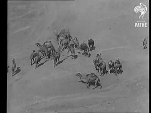 The Boundless Desert Their Beat, from British Pathe, Syria 1932. | Hung Pham