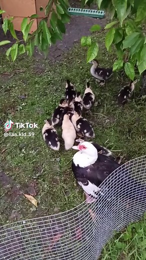 Understanding Indian Runner Ducks in the Village