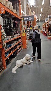 🐾 Real-World Training = Real Results! 🐾 Meet Zuzu and her handler Lou, practicing perfect shopping manners at Home Depot in North Myrtle Beach! 🏠🛒 This is what training looks like at Dogs By Shawn – we don't just teach commands in a backyard. We prepare your dog for THE REAL WORLD so you can take them ANYWHERE with confidence! ✨ Imagine taking your furry best friend to: 🌊 Our beautiful Grand Strand beaches 🛍️ Market Common 🎡 Barefoot Landing 🎭 Broadway at the Beach ☕ Your favorite local