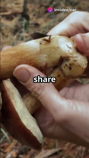 Start Your Mushroom Farming Journey at Home! 🍄