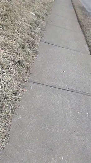 RARE 1997 Ford contour hubcap find