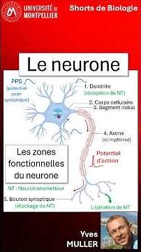 5. The neurons