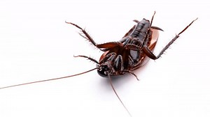 clip-1103309655-4k-slow-motion-video-cockroaches-120fps-edited