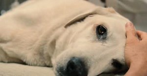 Top 10 Saddest Animal Deaths in Movies | Videos on WatchMojo.com