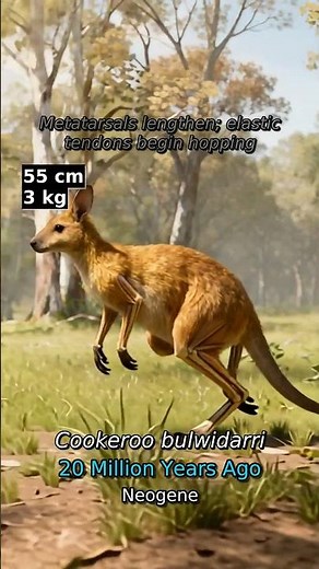 The RED Kangaroo's AMAZING Evolution Revealed