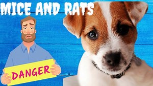 Yes, A Jack Russell Terrier Will Handle The Mice and Rats