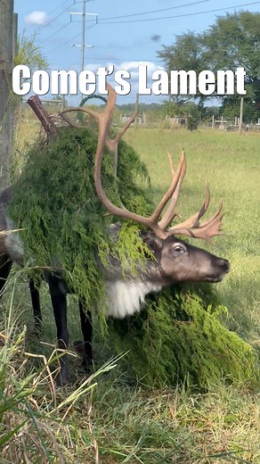 Comet's Lament 🎥: The Reindeer Farm #animalvoiceover #animalvoiceovers #reindeer #santa #Christmas #rudolph #funnyvideos #funnyreels #christmaspoem #dustydubs | Dusty Dubs