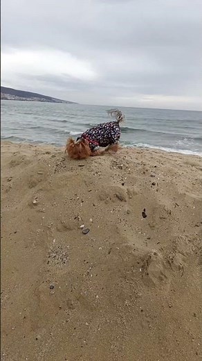 Yorkshire Terrier Dogs