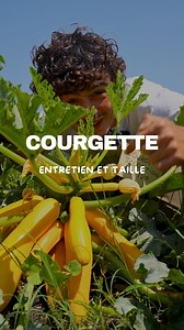Comment bien entretenir et récolter ses courgettes ? 👨🏻‍🌾 #courgette #potager #jardin #jardinage #perma #permaculture | Goran le Permaculteur