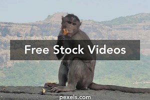 Best Shit Eating Videos