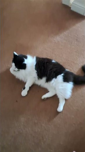 Good morning Monty 😻🐾🐾🐾🐾💖✨️🧚‍♀️