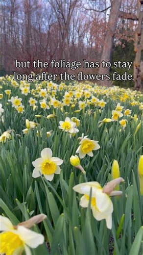 Don’t plant daffodils alone 🌼 Plant these with them instead!