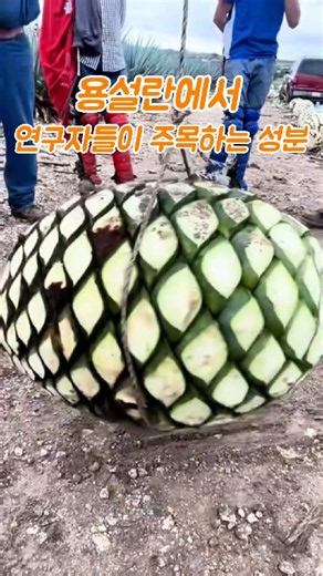 용설란에서 연구자들이 주목하는 성분 #용설란 #프럭탄 #장내미생물 #아가베 #건강정보