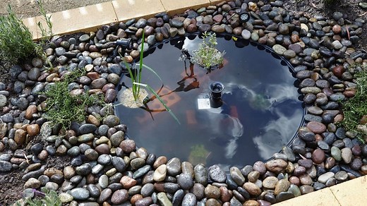 How To Create a Water Garden  - Bunnings Australia