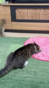 We have a new toy for Samy and Mury. 😃 They seem to have very different playing styles. 🥰 | Samy & Mury