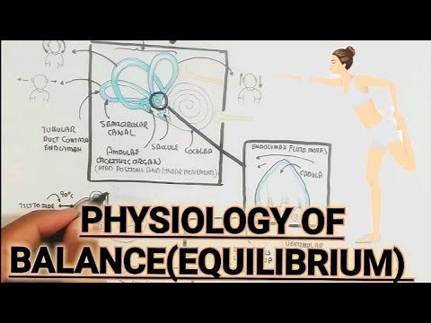 Physiology Of Balance (Equilibrium) ‪@umerfarooqbiology7083‬