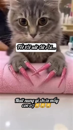 Nghe anh này, bớt uống trà sữa là có bộ nail chơi tết😸😸😸 #thucung #funny #funnyvideos #foryou #xuhuong