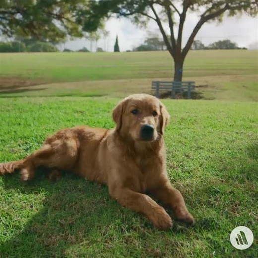 Behavioral changes associated with pain may be subtle and not easily recognized. Many animals mask their pain with normal behaviors. For instance, dogs may wag their tails and greet people in spite of being in pain. Learn about species-specific behavior here: https://mrkmnls.co/46tOCDs | The Merck Manual for Pet Health