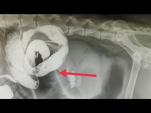 Use of contrast radiography for diagnosis of Intususception in dog.