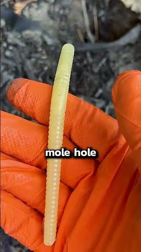 How to Get Rid of Moles in your Lawn