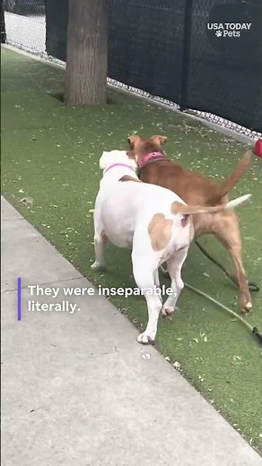 See shelter dog duo get adopted together