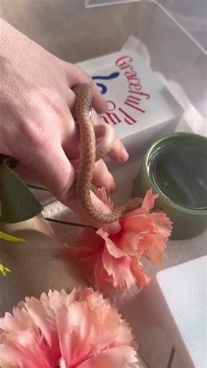 Pumpkin Spice is our adorable Childrens Python #childrenspythons #snake #cute