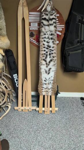 Preparing a Bobcat for Sale: Trapping Insights