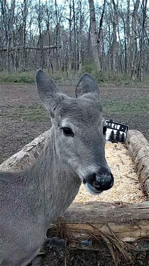 Baby Deer Inches From the Camera 🦌❤️