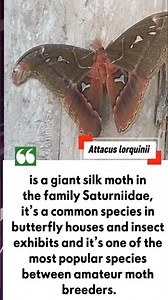 cautious versus an excitement😅😅😅giant butterfly 😘