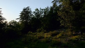 Trees, Forest, Green. Free Stock Video