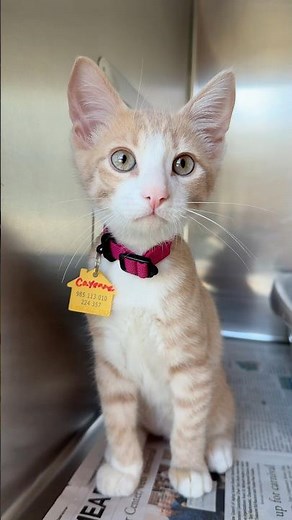 Dakin Humane Society is PACKED with kittens waiting to be adopted!