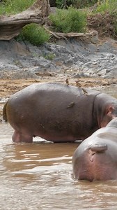 Hippos splash their poo and pee around with their tails like little propellers. It might look funny, but it’s actually a serious behavior. This is how hippos mark territory and send clear messages to rivals. #WildHippos #NatureFacts #fblifestyle #naturelovers #behaviour #porcupinetours | Jacqueline Emmanuel