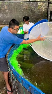 1.3M views · 10K reactions | Culling time! #thekoicollective #ctto | The Koi Collective | Facebook