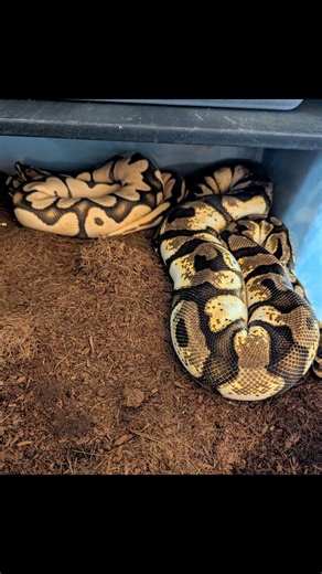 So close, but yet so far!! Just need to lock tails you 2! Stop snuggling & do some work! #scrambler