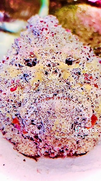 Exploring the Stonefish in a Reef Aquarium