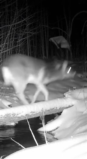 Trail Cam Catches a Deer Losing Its Balance on a Snowy Log