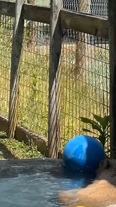 🦫 Capybara Encounters – Weekends Only! Looking for a one-of-a-kind animal experience? Capybara Encounters are available Saturdays and Sundays at Tigers for Tomorrow! 🌟 $50 for up to 4 people 🐾 Get up close and personal with Gretel, our beautiful capybara 👐 You’ll have the chance to pet and feed her during your encounter ⚠️ Encounters cannot be booked in advance. Please check at the ticket counter upon arrival—limited spots available each weekend! Don’t miss your chance to meet the world’s la