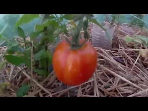 Pulvérisation de lait.