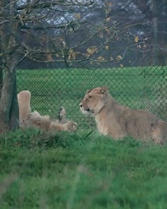 Chester Zoo on Reels