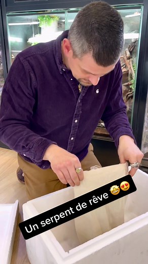 Python Diamant : Une Beauté Rare à Découvrir