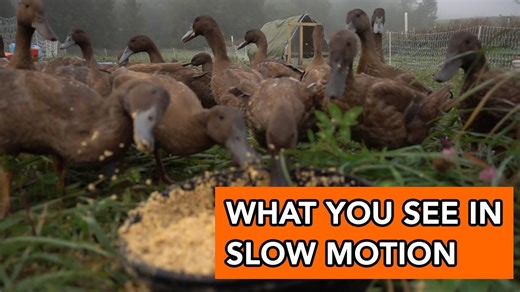 Stunning footage shows ducks moving in beautiful slow motion