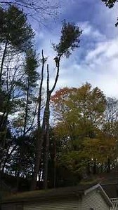 Tree Removal | Windham CT