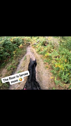 17K views · 484 reactions |  #clenthillsonhorseback #myboyprince #equestrianlifestyle #trailridingadventures #funny #riding #contentcreator #kinver #horsegirlforlife | Clent Hills on Horseback | Facebook