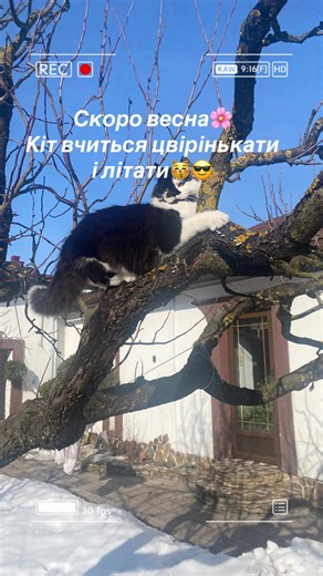 А у вас яка ситуація в саду? Якісь пташики може вже співають? #чарівнийсад #садмрії #скоровесна #котики #декоративнірослини