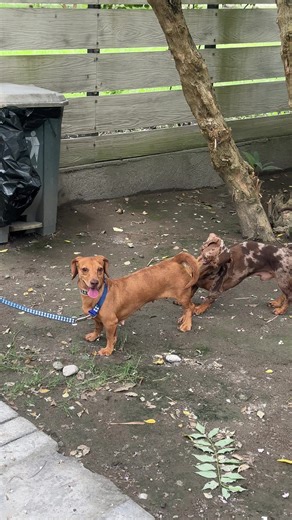 Understanding Dachshund Breeding Practices