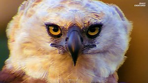 The massive eagle capable of taking down monkeys and sloths