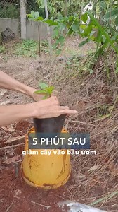 1.3M views · 6.4K reactions | Cách làm bộ đế đều cho mai vàng từ cây con ( mua A01 ib trực tiếp hoặc Zalo 0357875227 ) | Đức Huỳnh | Facebook